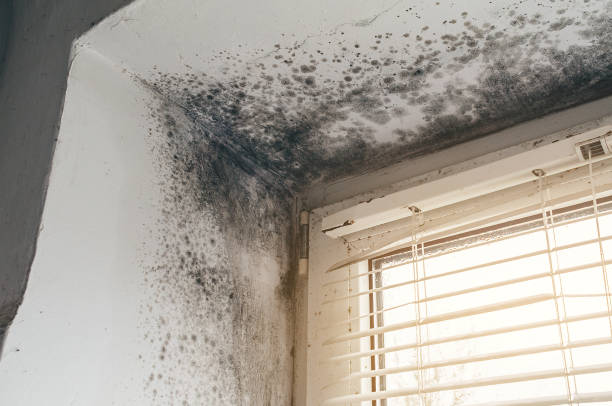 Affordable Black Mold Remediation solutions in Stedman, NC